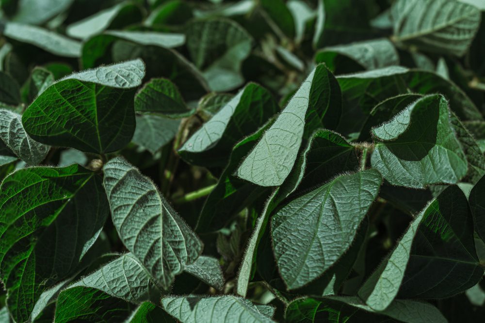 Como a citocinina influencia a produtividade das plantas