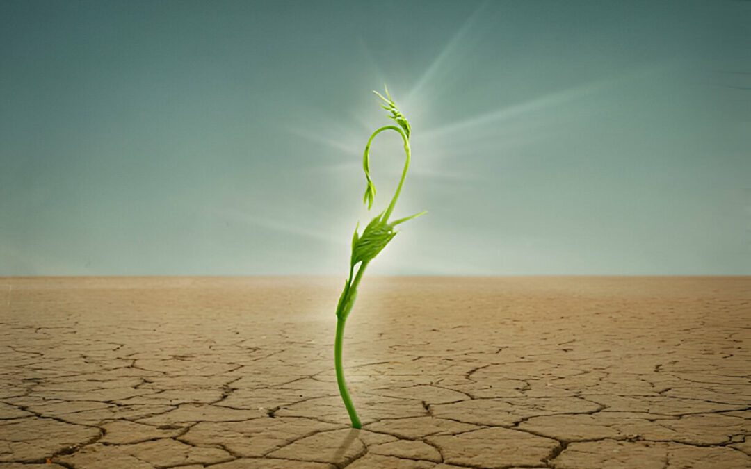 Osmoproteção: A arma secreta das plantas contra o estresse abiótico