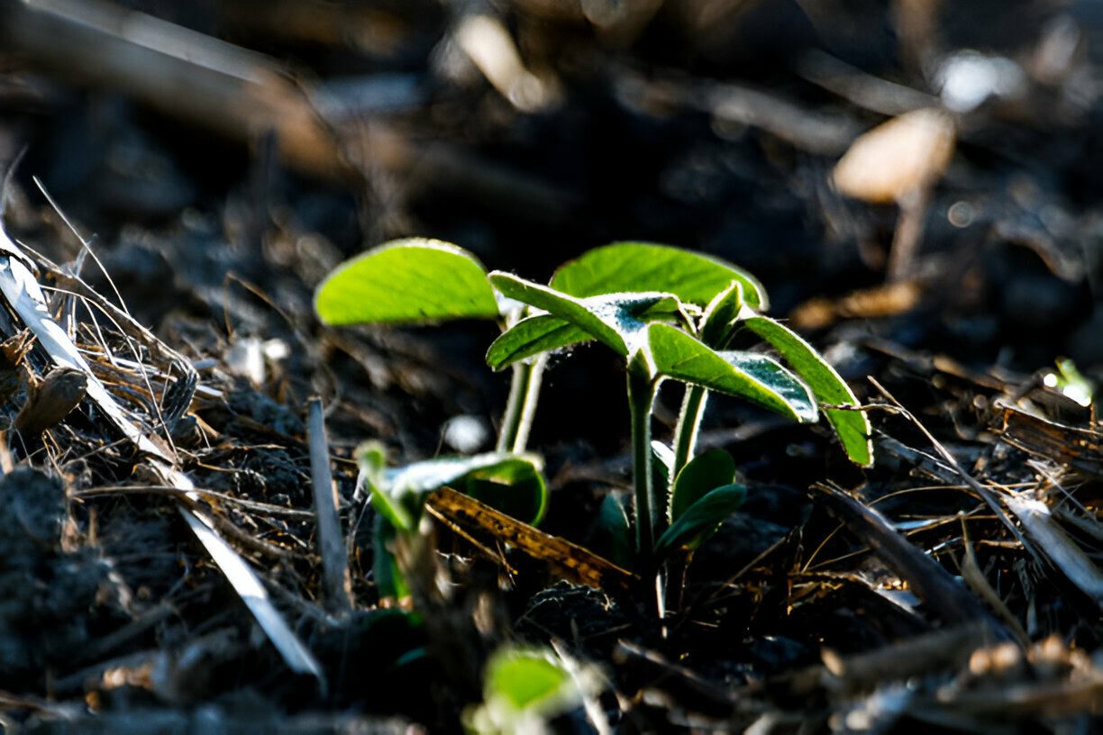 agricultura-regenerativa