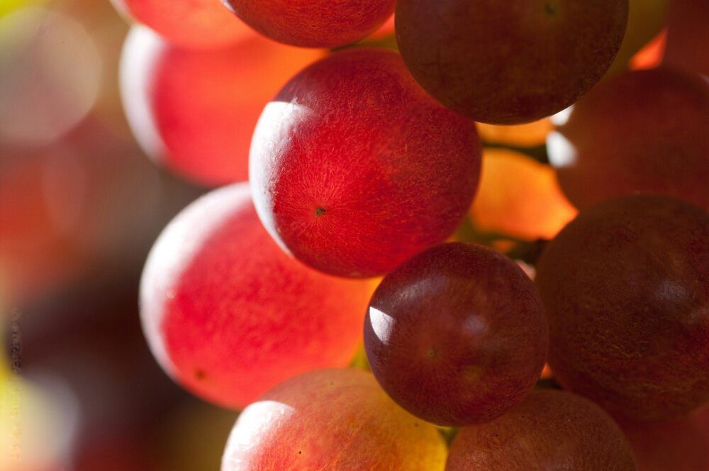 O Papeldos Flavonoides na Agricultura