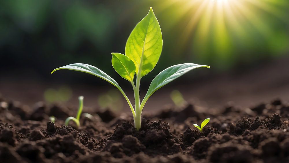 Superando a Baixa Luminosidade: Estratégias Vegetais para Melhorar a Agricultura