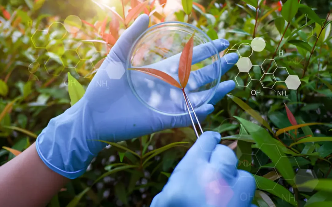 Função das Antocianinas nas Plantas