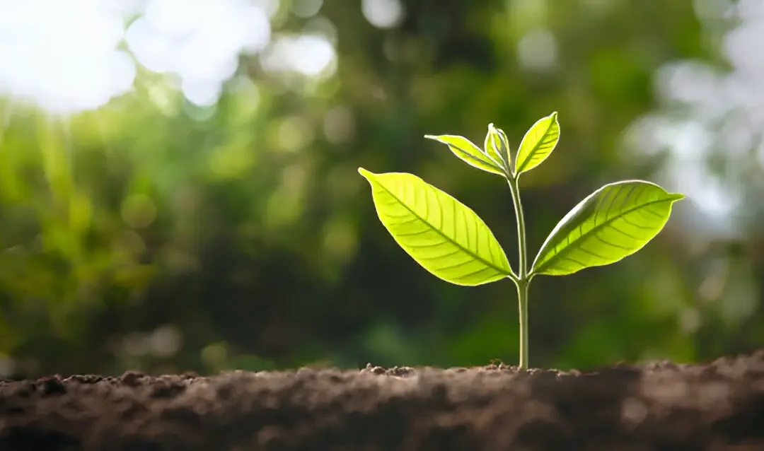 Como a fisiologia das plantas pode otimizar a agricultura moderna