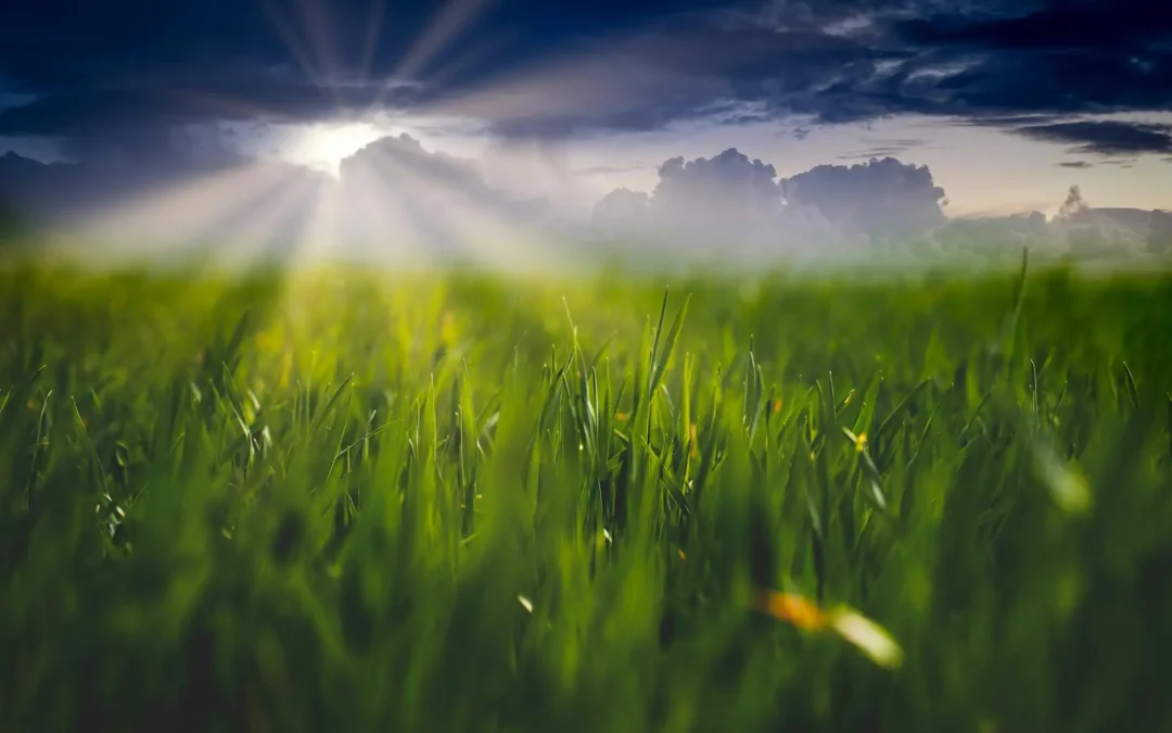 Agricultura Regenerativa: Benefícios e Práticas Essenciais