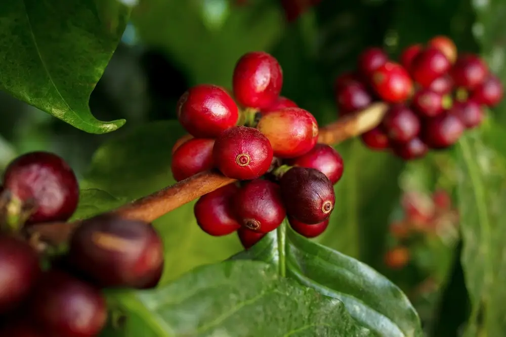 Intervenções Fisiológicas para café de qualidade